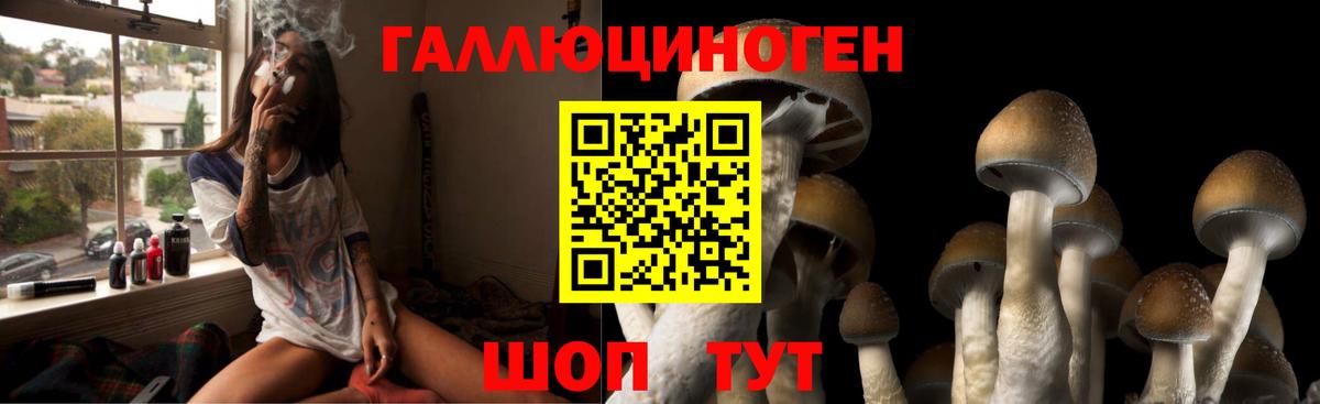 Галлюциногенные грибы Psilocybe Казань